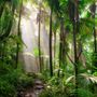 Tropical Forest Jungle Scenery Wallpaper Mural