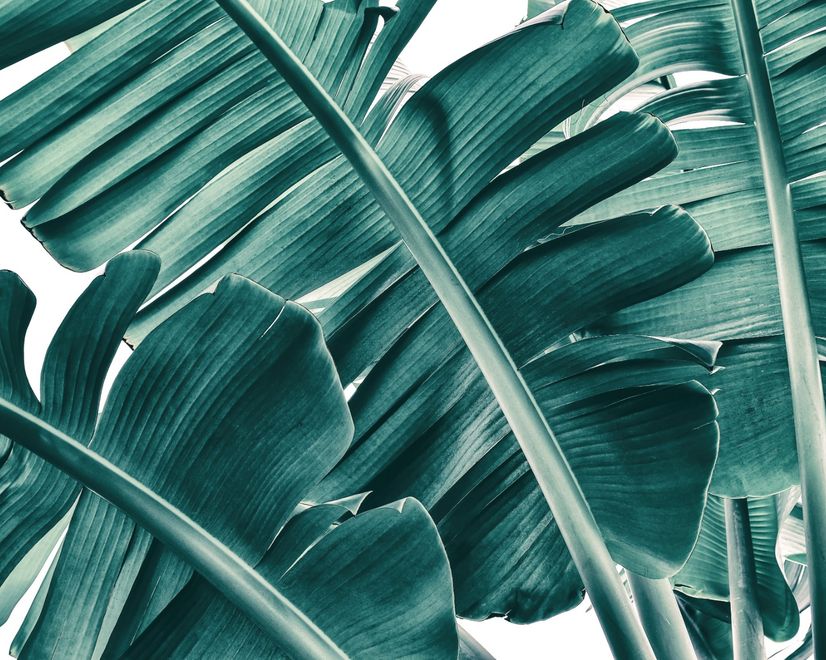 Tropical Palm Leaves Wallpaper Mural
