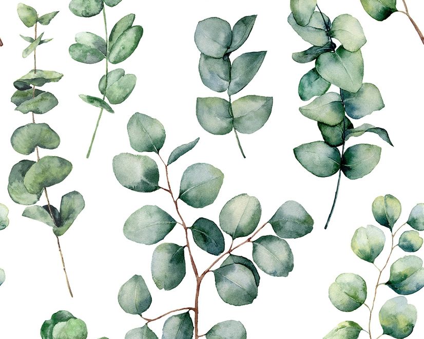 Papier peint feuille eucalyptus aquarelle