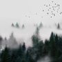 Dark Forest Misty Landscape Wallpaper Mural