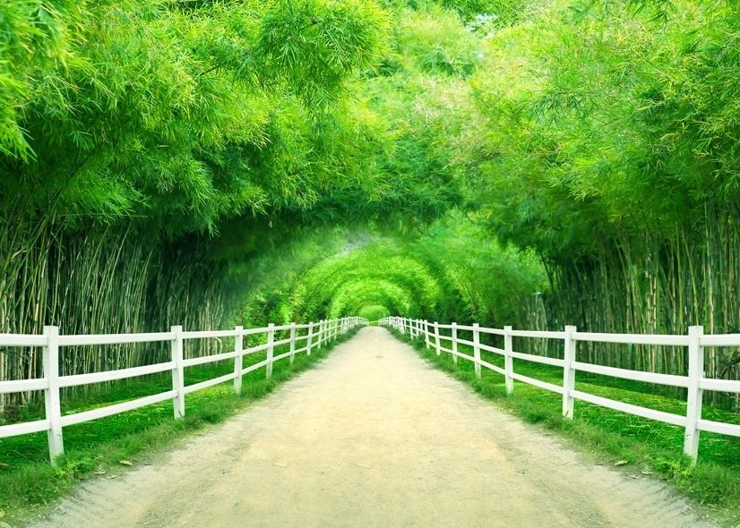 3D Look Photo Forest Landscape Wallpaper Mural