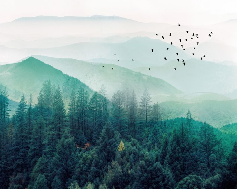 Misty Green Forest with Birds Wallpaper Mural