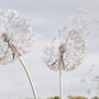 Fototapete mit Löwenzahnblumen