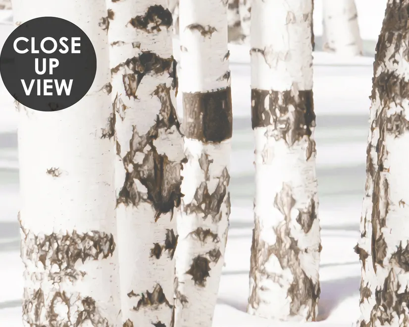Birch Tree Forest in Winter Wallpaper Mural