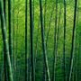 Bamboo Forest Wallpaper Mural