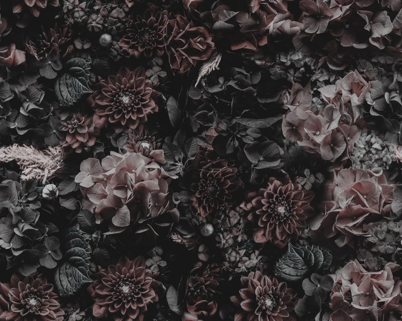 Dunkle Blumen-Hortensien-Fototapete