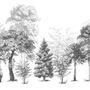 Black and White Forest Wallpaper Mural