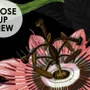 Dark Botanical Plants with Animals Wallpaper Mural