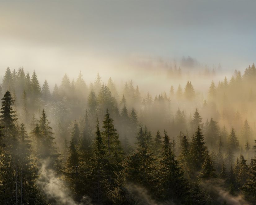 Foggy Pine Forest Landscape Wallpaper Mural