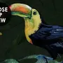 Dark Tropical Plants Wallpaper Mural