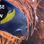 Ocean Fishes in the Undersea Wallpaper Mural