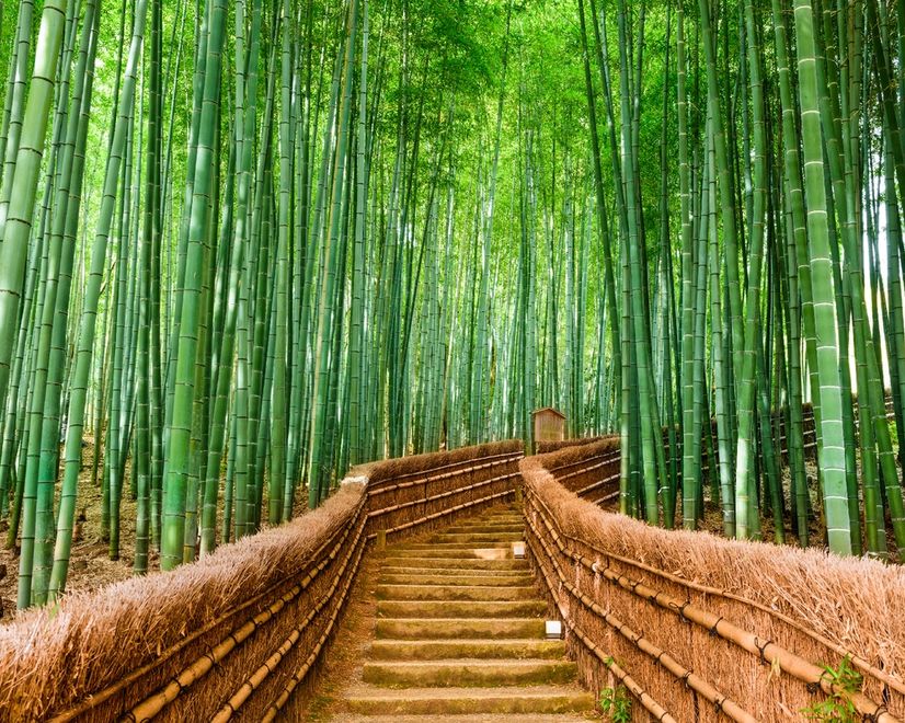 Bamboo Forest Oasis Wallpaper Mural