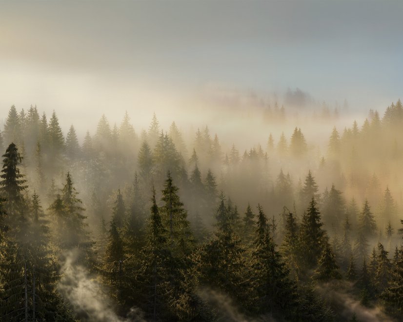 Nebliger Kiefernwald Landschafts-Fototapete