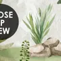 Watercolor Pine Tree Kids Nursery Forest Wallpaper Mural