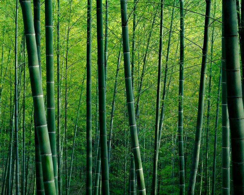 Bamboo Forest Wallpaper Mural