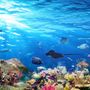 Ocean Fishes in the Undersea Wallpaper Mural