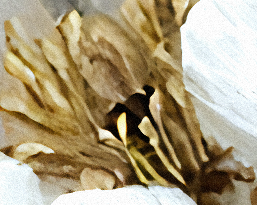 Vintage Ölgemälde Pfingstrose Blumen Fototapete