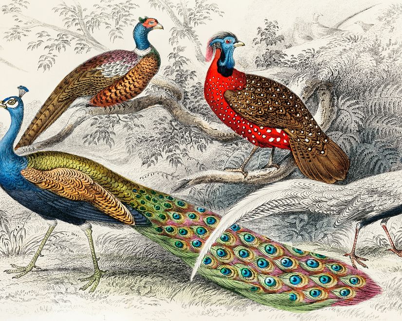 Historical Vintage Peacock Art Wallpaper Mural