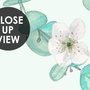 Fototapete mit Pflaumenblüten und Blättern