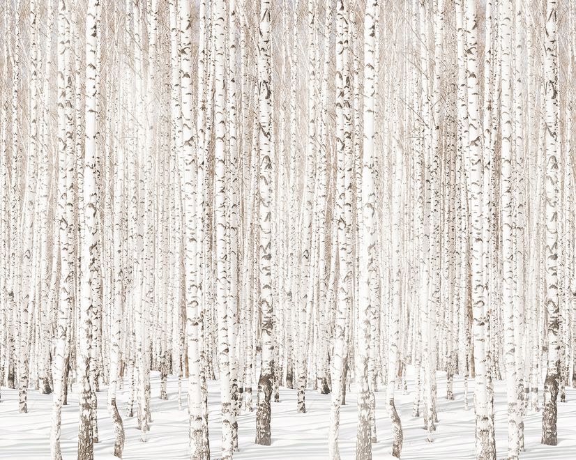 Birch Tree Forest in Winter Wallpaper Mural