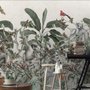 Papier peint panoramique forêt avec singes et lémuriens