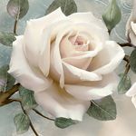Rose Wallpaper