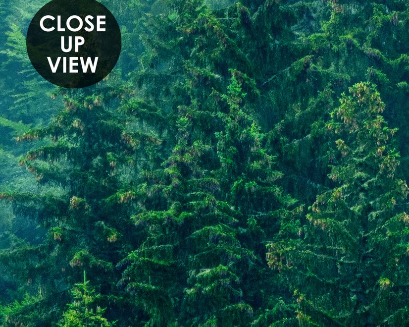 Foggy Pine Forest Wallpaper Mural