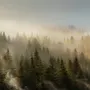 Foggy Pine Forest Landscape Wallpaper Mural