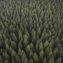 Fototapete mit Kiefernwald-Landschaft