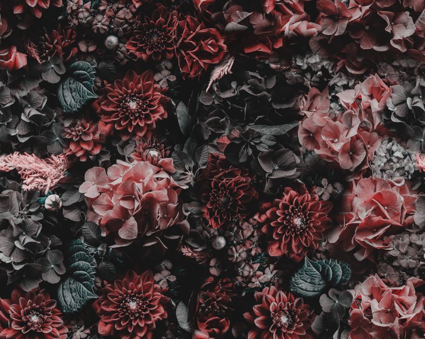 Dunkle Blumen Fototapete