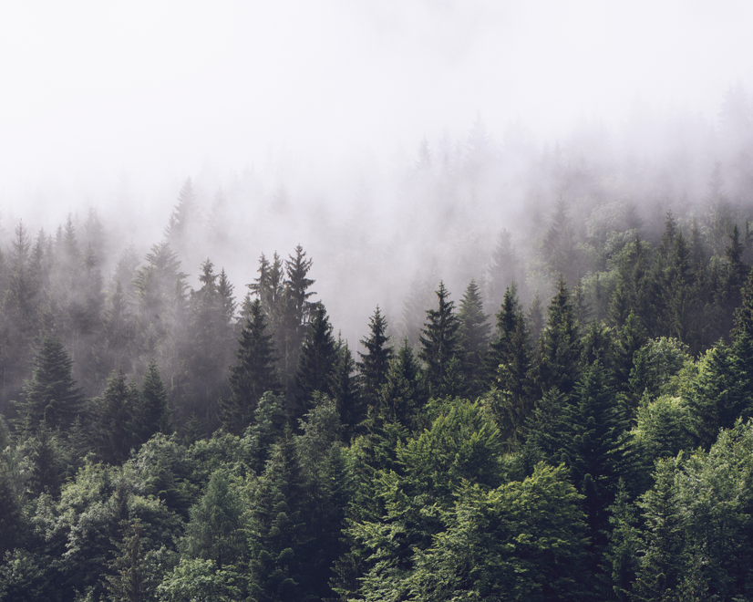 Misty Pine Forest Wallpaper Mural