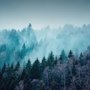 Misty Forest View Wallpaper Mural