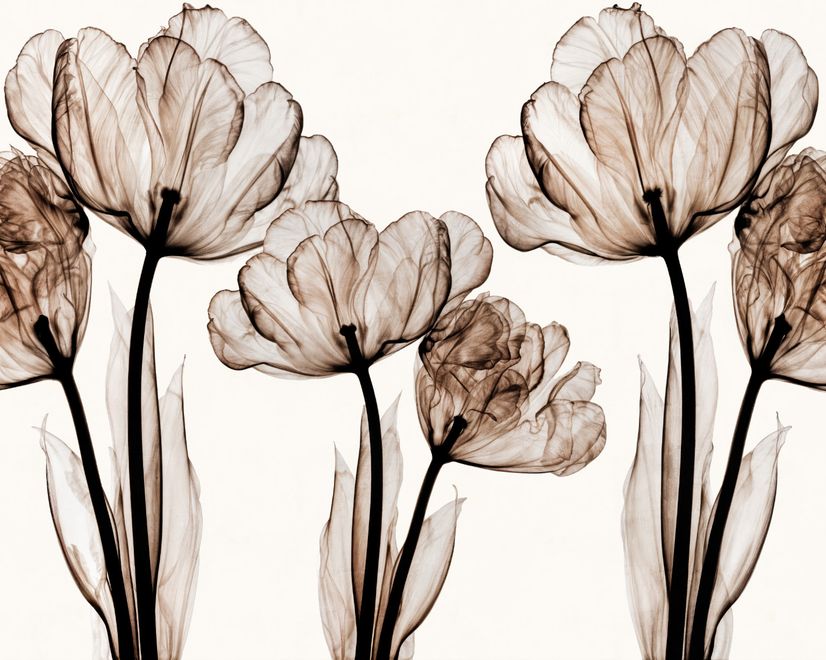 Transparent Floral Art Wallpaper Mural