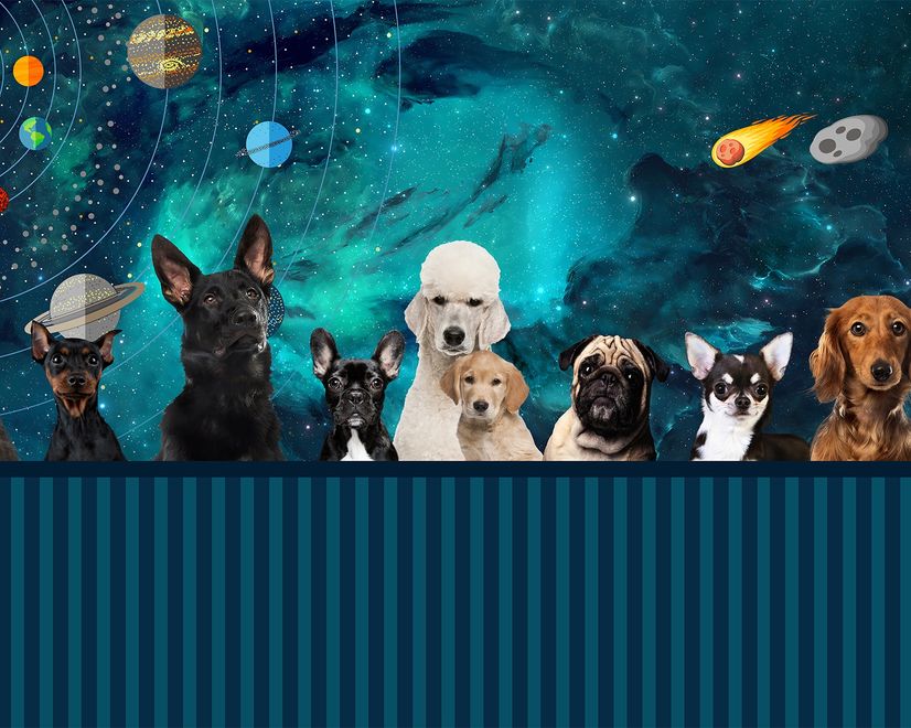 Cartoon Space with Different Dog Wallpaper Mural