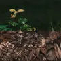 Dark Tropical Plants Wallpaper Mural
