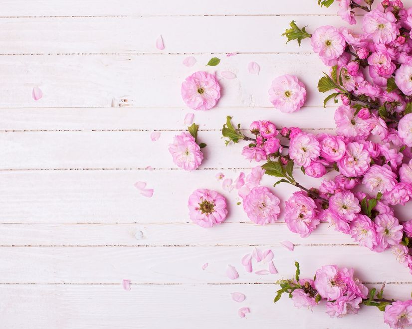 Pink Peony Floral Wallpaper Mural