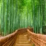 Bamboo Forest Oasis Wallpaper Mural