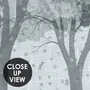 Light gray wallpaper mural with misty forest trees, falling leaves and birds
