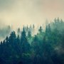 Misty Pine Forest Fototapete