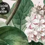 Dark Botanical Soft Floral Wallpaper Mural