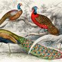 Historical Vintage Peacock Art Wallpaper Mural