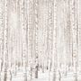 Birch Tree Forest in Winter Wallpaper Mural