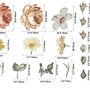 Nursery Soft Vintage Peony Floral Wall Decal Sticker