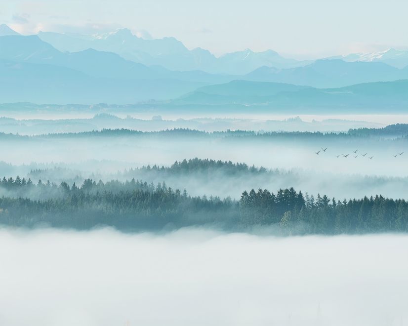 Misty Forest Landscape Wallpaper Mural