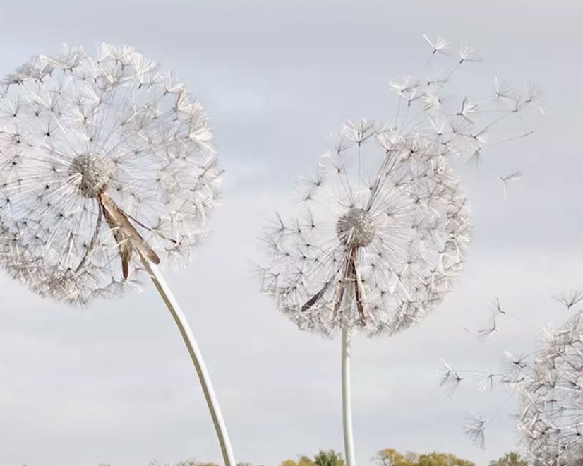 Dandelion Flowers Wallpaper Mural