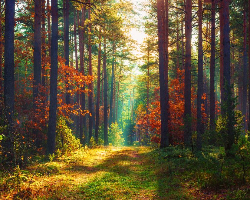Roter Wald Herbst Fototapete
