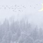 Monochrome Night Forest and Birds Wallpaper Mural