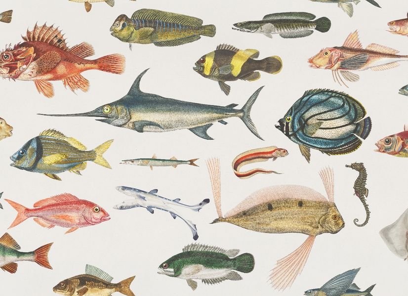 Vintage Style Aqua Fish Art Wallpaper Mural