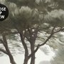 Forest in fog wallpaper with tall pine trees, grey mist, shrubs and a spiky palm in watercolour.