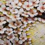 Oil Painting Cherry Blossom Wallpaper Mural